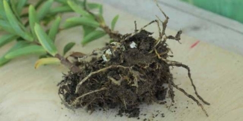 Kako razmnožavati ljiljane